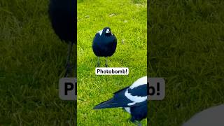 Magpie Mum Sings and Male Bird Crashes the Performance magpie comedy reaction [upl. by Yeldnarb]