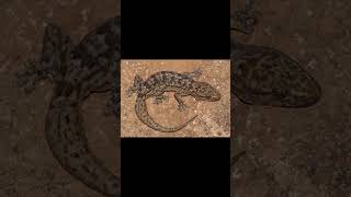 RingNecked Spitting Cobra and Amatola Rock Gecko [upl. by Eerihs]