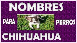 ♥️ Nombres ♥️ para 🐾 perros chihuahua 🐾 🚹 Macho y 🚺 hembra ♥️ [upl. by Eednim]