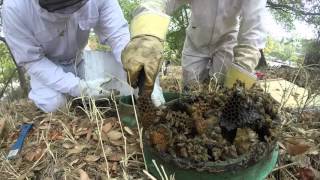 Irrigation box bees  August 2015 [upl. by Franciska621]