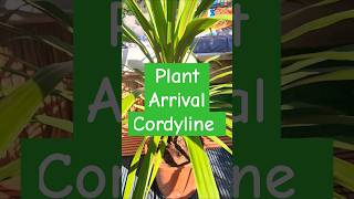 Plant Arrival Cordyline Peko Bargain Tropical palm like plant shorts plants garden shootsvideo [upl. by Bithia]