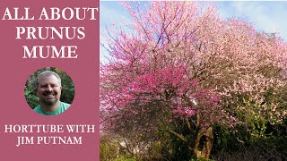 💮All About Prunus Mume  Japanese Flowering Apricot [upl. by Adamo]