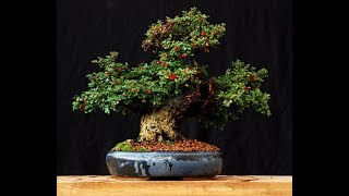 Cotoneaster Bonsai Tree 11 [upl. by Atinob866]