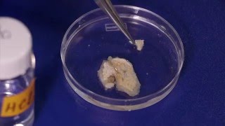 How to dissect a colonial ascidian [upl. by Atterys]