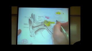 THE EAR the Anatomy amp Physiology of Hearing by Professor Fink [upl. by Raman977]