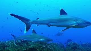 Diving around the Revillagigedo Archipelago Socorro Islands Mexico [upl. by Erastus]