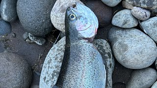 Fishing For Trophy Trout Camping on Detroit Lake with my dog fishing troutfishing camping [upl. by Olegnaed676]