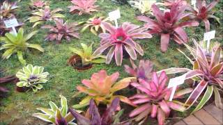 Bromeliads Fernhaven Experience [upl. by Mot]