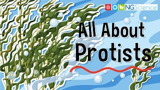 All About Protists [upl. by Tcideneb]