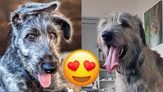 Irish Wolfhound — Cute And Funny Videos And Tik Toks Compilation [upl. by Garik]