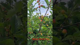 Rainier Cherry Tree [upl. by Nidraj]