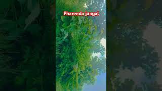 Pharenda jangalbhojpuri song music newsong dance [upl. by Aidne565]