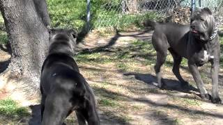 big blue cane corso breeding happening 2 2013drake and bella [upl. by Pauwles]