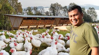 Free Range Chicken Farming│How to Start A Chicken Farm amp Make Millions 30 Heads of Future Breeders [upl. by Ahcsas]