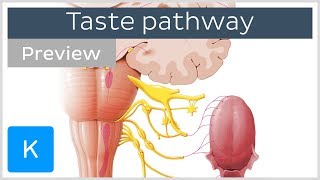 Taste pathway steps and diagram preview  Human Neuroanatomy  Kenhub [upl. by Eellah]