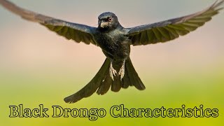 Black Drongo Characteristics [upl. by Ahtilat658]