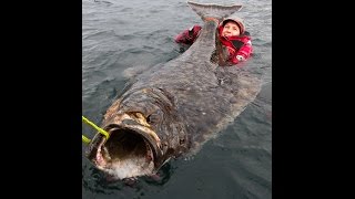 196 cm  1004 kg  222 lbs halibut on the float from Nappstraumen [upl. by Vally849]