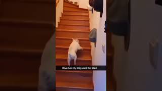 Dogs with 2 braincells part 226 funny lovegoldens funnypets pets petvideos cutegolden animals [upl. by Venator]