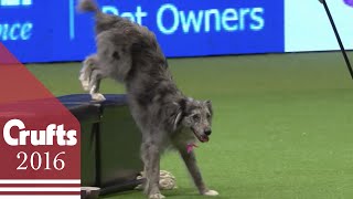 Heelwork to Music  Freestyle International Competition Part 1  Crufts 2016 [upl. by Pennebaker]