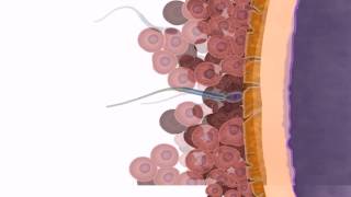 Drosophila embryogenesis from fertilization to larva hatching [upl. by Yreme]