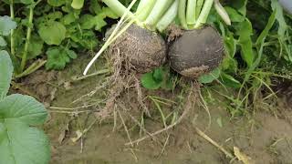 Black Radish Harvest from garden 2Jan2024  Happy Plants Urdu [upl. by Bernita]