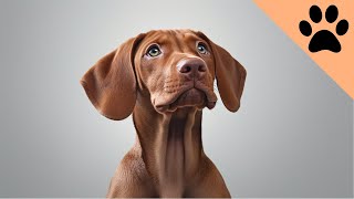 Owning a Vizsla Pros and Cons [upl. by Labina]