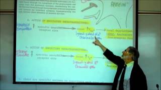 SYNAPTIC TRANSMISSION IN THE CNS PART 1 by Professor Fink [upl. by Hanikehs]