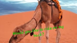 Shall we find out about dromedary camels Are you curiousClick on the description [upl. by Mihalco]