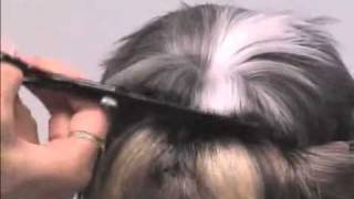 Super Styling Session Shih Tzu Grooming Tips [upl. by Huan469]