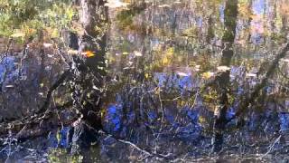 quotWhere It All Beganquot  Native American Style Flute Music amp Relaxing Nature Scene 1 [upl. by Ardnasxela]