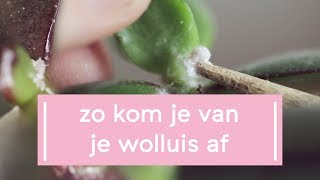 Zo kom je van je wolluis af  Super Groene Vingers [upl. by Gaudette]