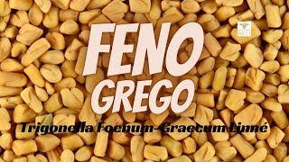 FENO GREGO TESTOSTERONA ESTRADIOL TRATAMENTO HORMONAL CÂNCER LIBIDO DNA MENOPAUSA PELE [upl. by Rhoads449]