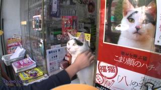 ねこの足跡1 〜福ねこの 八ちゃん〜 東京MXヒーリングタイム放映中 [upl. by Mitzie704]