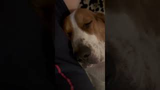 Beagle Dog Loudest Snore [upl. by Courtnay]