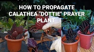 HOW TO PROPAGATE CALATHEABEGINNER TIPS Calatheas can only be propagated through seeds or division [upl. by Lielos]