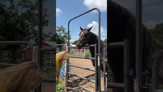 Sugar Gets Apple Treat horses equines animals [upl. by Hoi718]