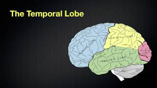 067 The Anatomy and Functions of the Occipital and Temporal Lobes [upl. by Gnos]