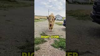 My pet Bison Gets Upset when I Leave for Work🥺🦬bisons ranch farm farmlife animal yellowstone [upl. by Annohsal]