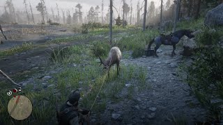 RDR2 John goes a round of Rocky Mountain Bull Elk Bulldust through Cotorra Springs [upl. by Nosille]