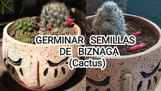 Como germinar semillas de cactus biznaga mammillaria biznaga de chilitos suculentas [upl. by Cassell]