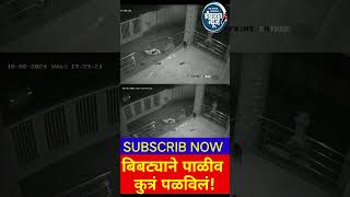 Short गुंजाळवाडीत बिबट्याने पाळीव कुत्रं पळविलंघटना CCTV कॅमेऱ्यात कैद [upl. by Odnama]