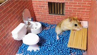 🐹 Hamster escapes from prison pets maze  Hamster Maze [upl. by Albright]