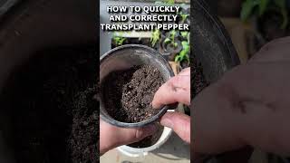 HOW TO QUICKLY AND CORRECTLY TRANSPLANT PEPPER [upl. by Ayerf]