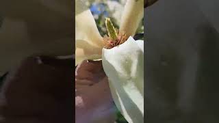 What makes this plant so great A fabulous Magnolia [upl. by Odrarebe]