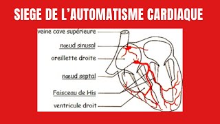 Comment sexplique lautomatisme cardiaque [upl. by Dermott]