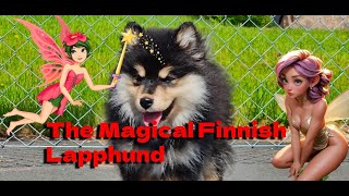 Best Dog Breed In The World Facts About The Finnish Lapphund [upl. by Nylazor878]