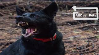 ANGRY DOGS BARKING sound effect HD  Aggressive Dog Growling Sound [upl. by Lali]