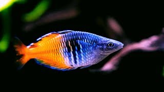 Boesemani Rainbowfish  Amazing Freshwater Aquarium Fish [upl. by Htiekram]