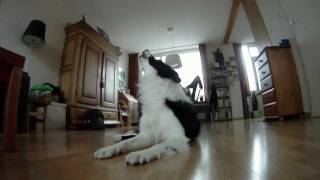 Border collie howling at baby commercial [upl. by Wappes288]