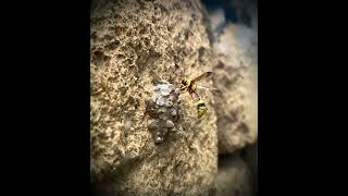 Wasp fly slow motion part 2 [upl. by Galvin]